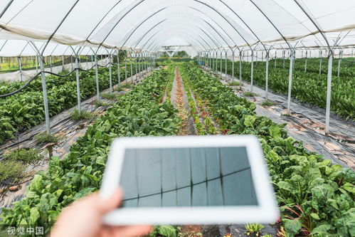 生態農業是一場新的農業革命,還是刀耕火種的原始農業