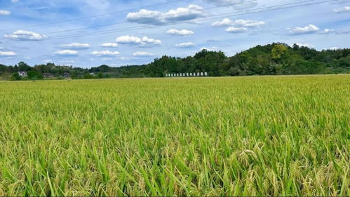 國家農業產業強鎮項目 資陽 3