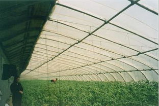 沃森農(nóng)業(yè)新鄉(xiāng)無支柱溫室大棚骨架廠