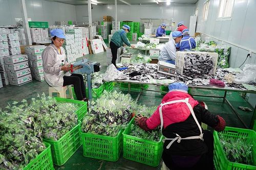 黨國英 未來只需要5 的人當(dāng)農(nóng)民 我國農(nóng)產(chǎn)品加工成果存在盲目性