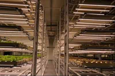 葉菜俠科技 | 亞洲首個(gè)全自動(dòng)植物工廠投入運(yùn)行