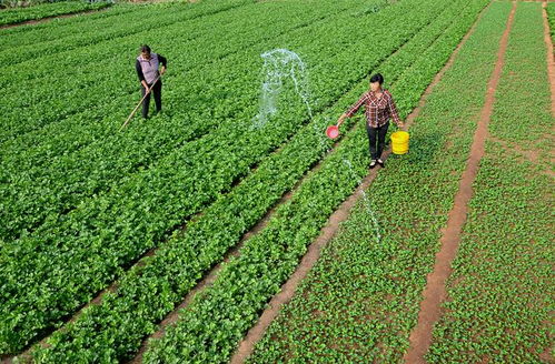 農(nóng)業(yè)未來的發(fā)展趨勢(shì)在哪兒