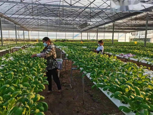 區(qū)農(nóng)業(yè)農(nóng)村局 抓好疫情防控, 護(hù)航 農(nóng)業(yè)生產(chǎn)