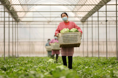 河北隆堯:發(fā)展高效農(nóng)業(yè) 助力鄉(xiāng)村振興