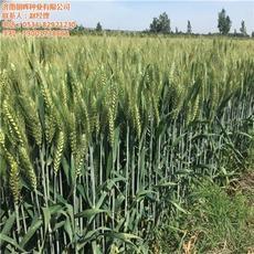 【山東麥種_濟南朝暉種業_銷售高抗病麥種】價格,廠家,圖片-中國網庫