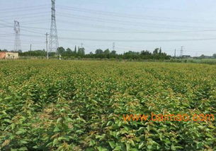 嫁接車厘子樹苗,2016四川成都車厘子苗基地,嫁接車厘子樹苗,2016四川成都車厘子苗基地生產廠家,嫁接車厘子樹苗,2016四川成都車厘子苗基地價格