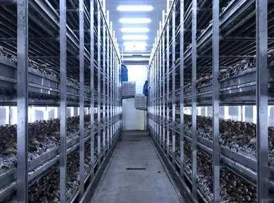 河南嵩縣:智慧菇房推進食用菌產業(yè)數字化發(fā)展