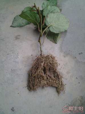 【雅安獼猴桃苗新品種【紅心獼猴桃苗價格】】獼猴桃苗,價格,廠家,供應商,其他農業(yè),雅安市名山區(qū)惠農苗木種植農民專業(yè)合作社 - 產品庫