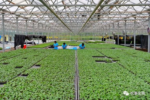 河北樂亭 打造優(yōu)質農產品基地