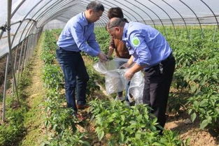 網絡中國節(jié) 端午 市農業(yè)農村局開展農產品質量監(jiān)督抽檢,確保端午節(jié)消費安全